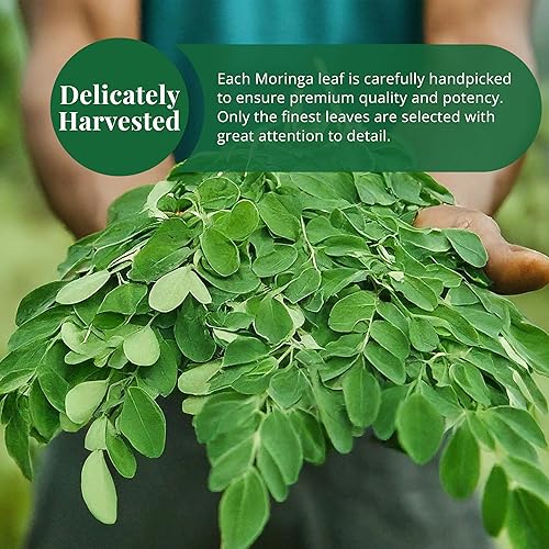 Miniatura 4 de Akshit Hojas de Moringa secas, Hojas De Moringa Secas, Té de Hojas Frescas, 7.8 oz, Hojas Naturales de MoringaOleifera, Sin Aditivos, Sin OGM, Té