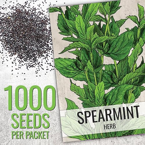 Miniatura 10 de Seed Needs, Colección de paquetes de semillas de manzanilla (semillas de manzanilla romana/alemana para plantar) reliquia, sin OMG y sin tratar