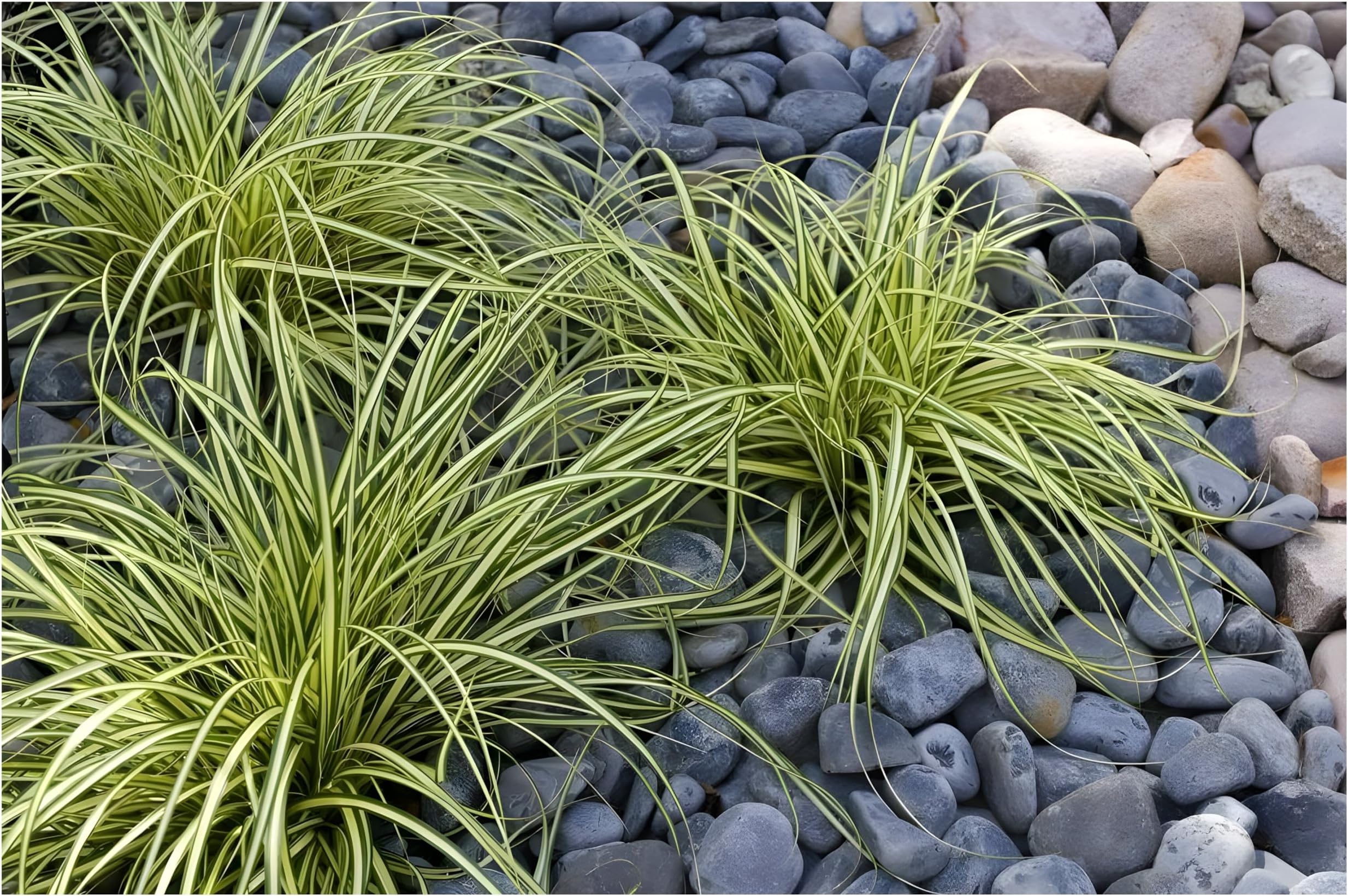 3x Strandhafer Ammophila Arenaria Im 1L Topf - Winterhartes Ziergras Für Dünen & Gärten