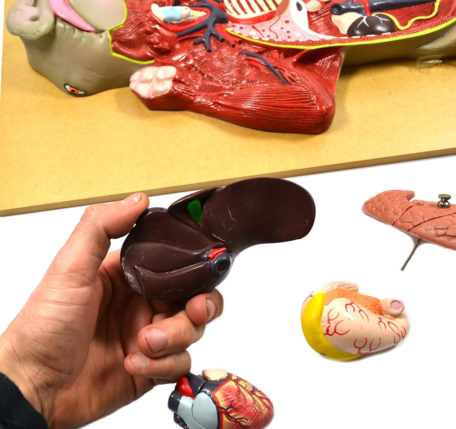 EISCO Premium Model Pig Dissection