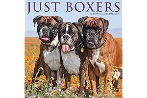 Willow Creek Press Boxers Monthly 2025 Wall Calendar