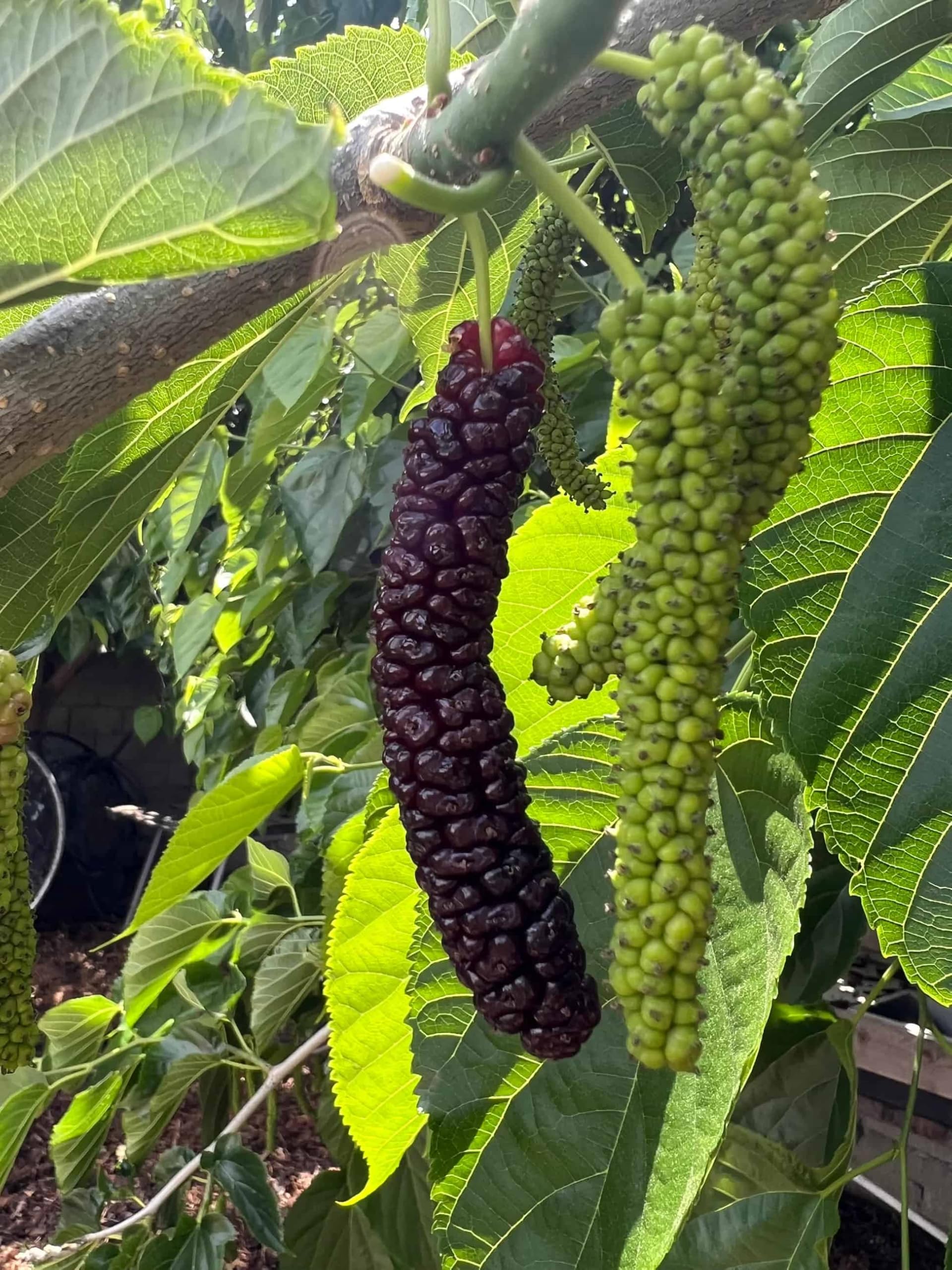 Long Mulberry Fruit Plant, Air Layering Healthy Live Plant,"Thai Variety" (Fruit After 1 Year) Pack of 1 (B0D8ZLN1KR) Amazon Price History, Amazon Price Tracker