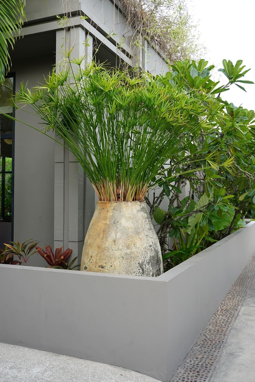 Papyrus Cyperus Aquatic Palm, Live Plant | Tropical Indoor/Outdoor Ornamental Water Garden Plant | Exotic Air Purifying Houseplant | Low Maintenance Garden Plant (1gal Pot, 2-3ft)