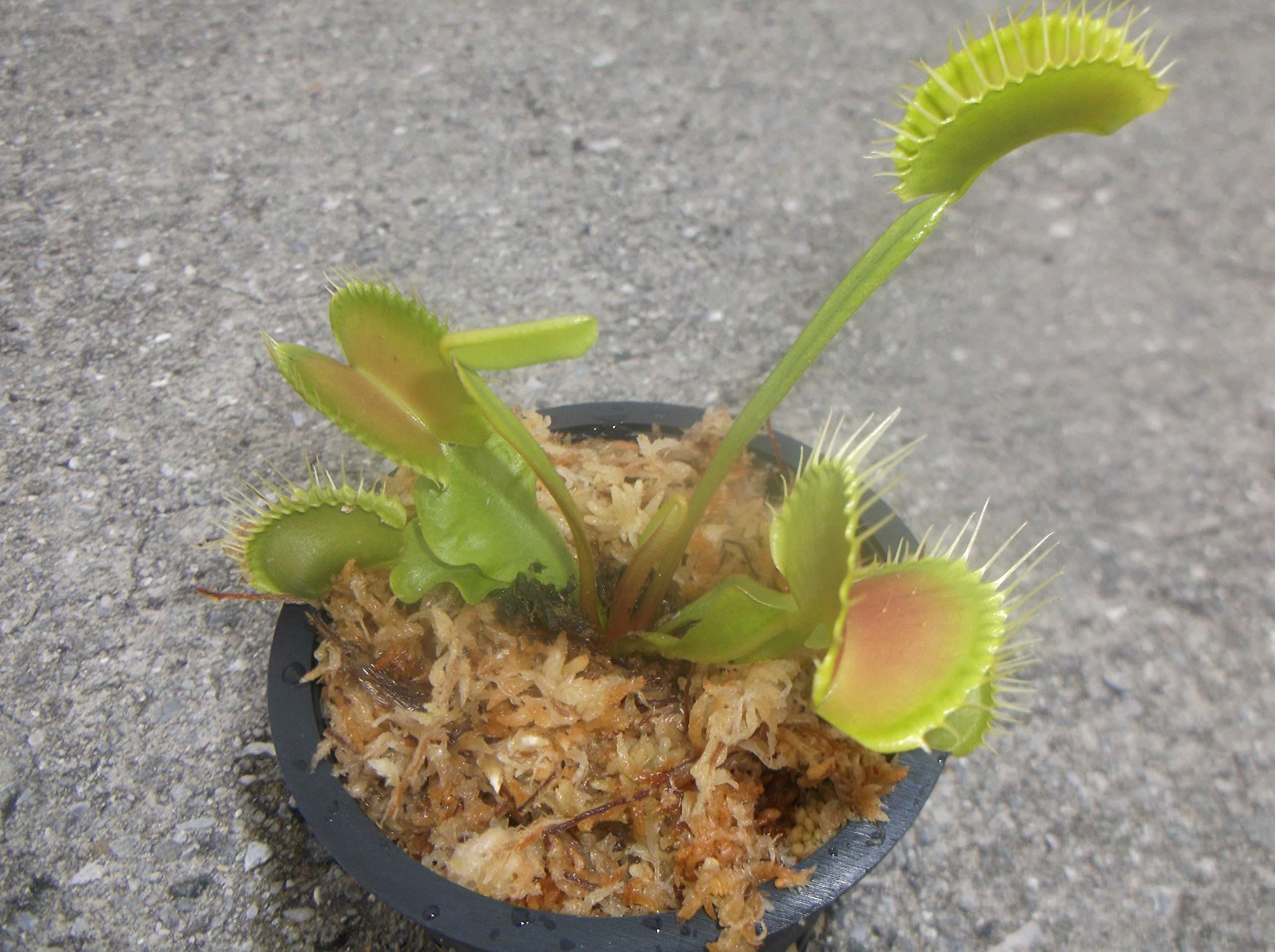 Large Sized Pinnacle Giant Venus Flytrap - Fly Trap - (Dionaea Muscipula) Carnivorous Plant 3.75 inch pot