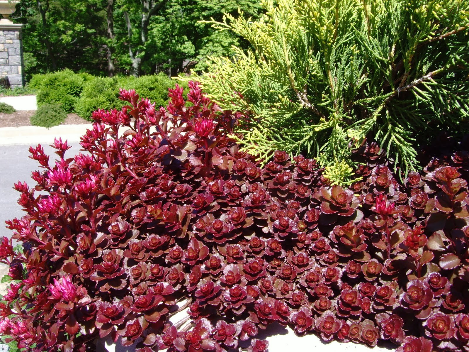 3 Dragon S Blood Sedum In 4 Inch Containers Buy Online In India At Desertcart