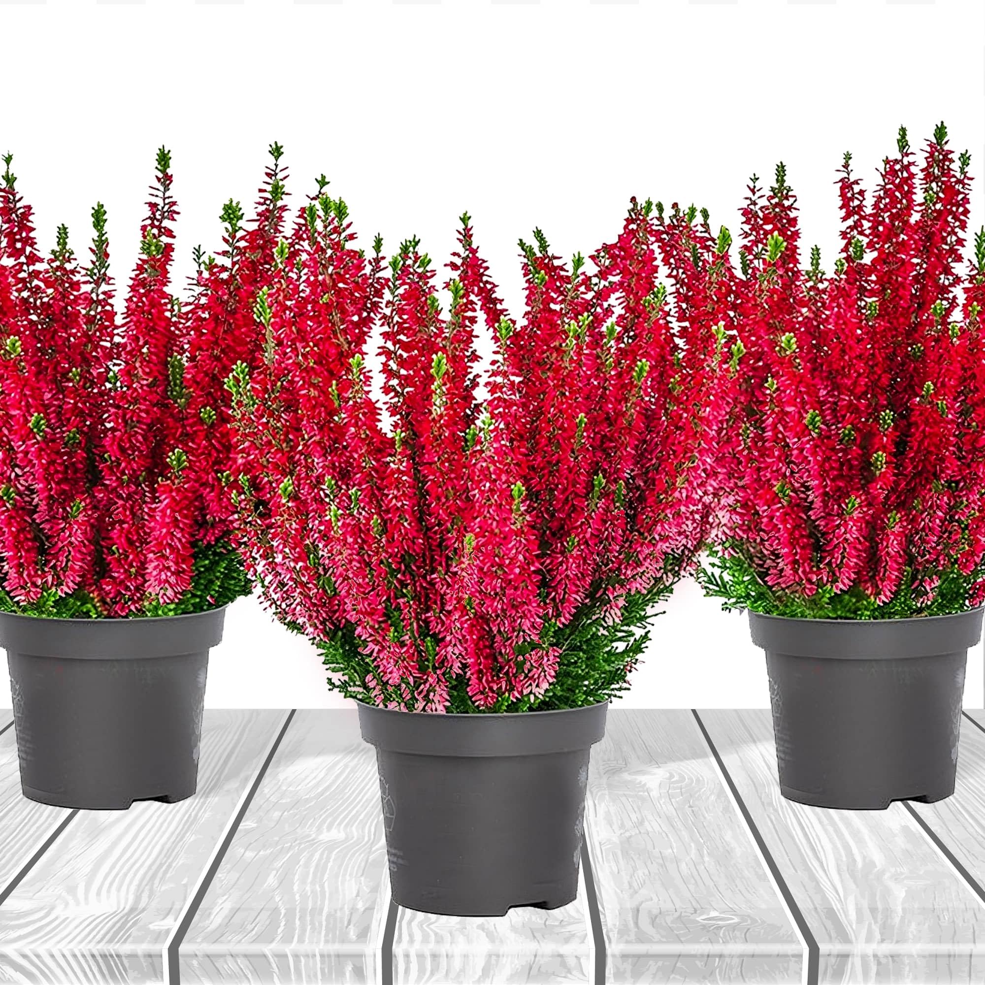 Heidekraut, Knospenheide, Besenheide 'Farbe Rot' 3x Pflanze im Topf,  Calluna vulgaris, fr Balkon, Terrasse oder Garten, Winterhart &  Mehrjhrig, Blhend, Pflegeleicht : Amazon.de: Garten