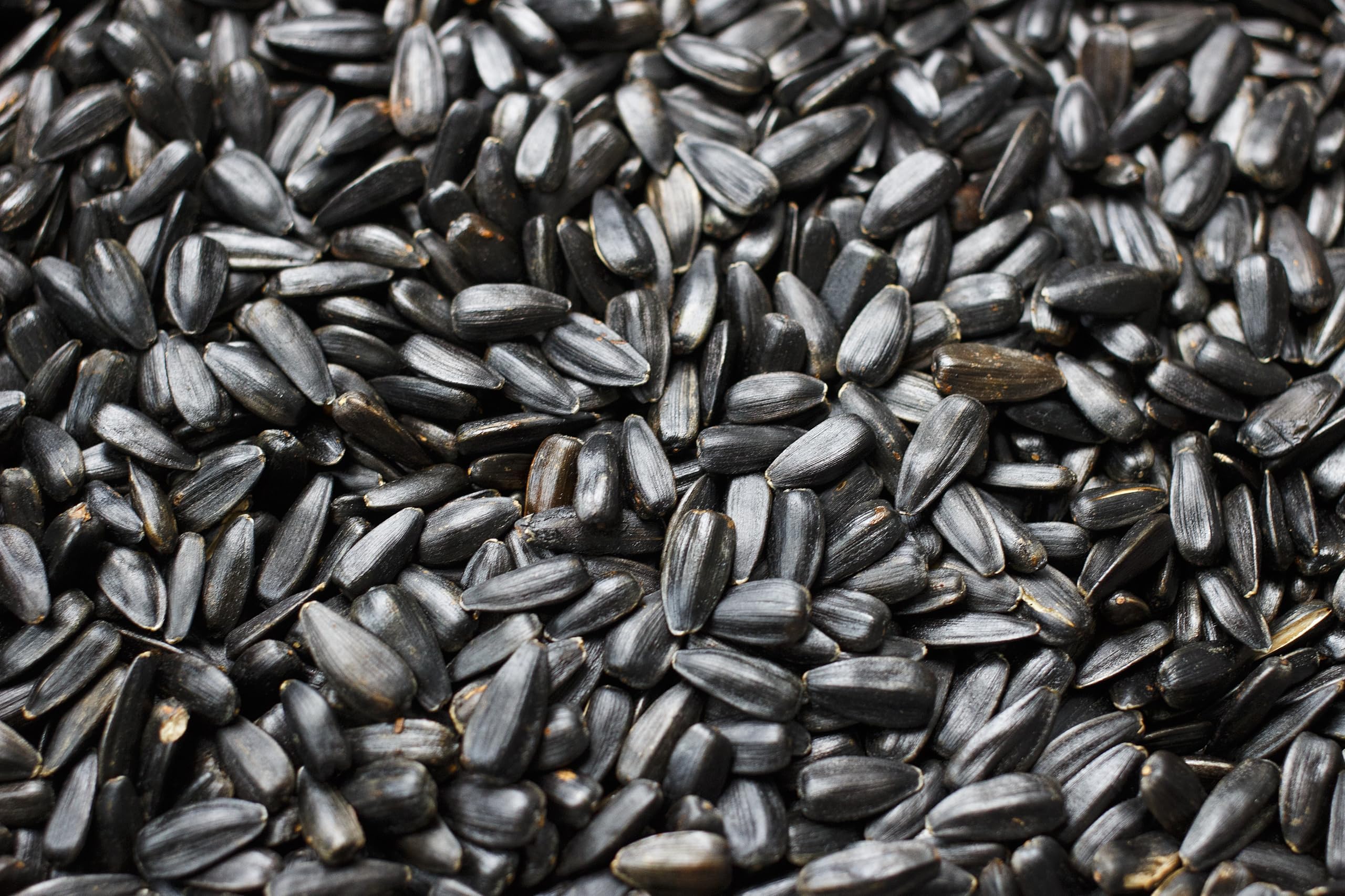 Weterton Feeds Black Sunflower Seeds for Wild Birds 12.5 kg | High-Oil, High-Energy, High-Protein, Premium Bird Feed for Blackbirds, Sparrows, Finches