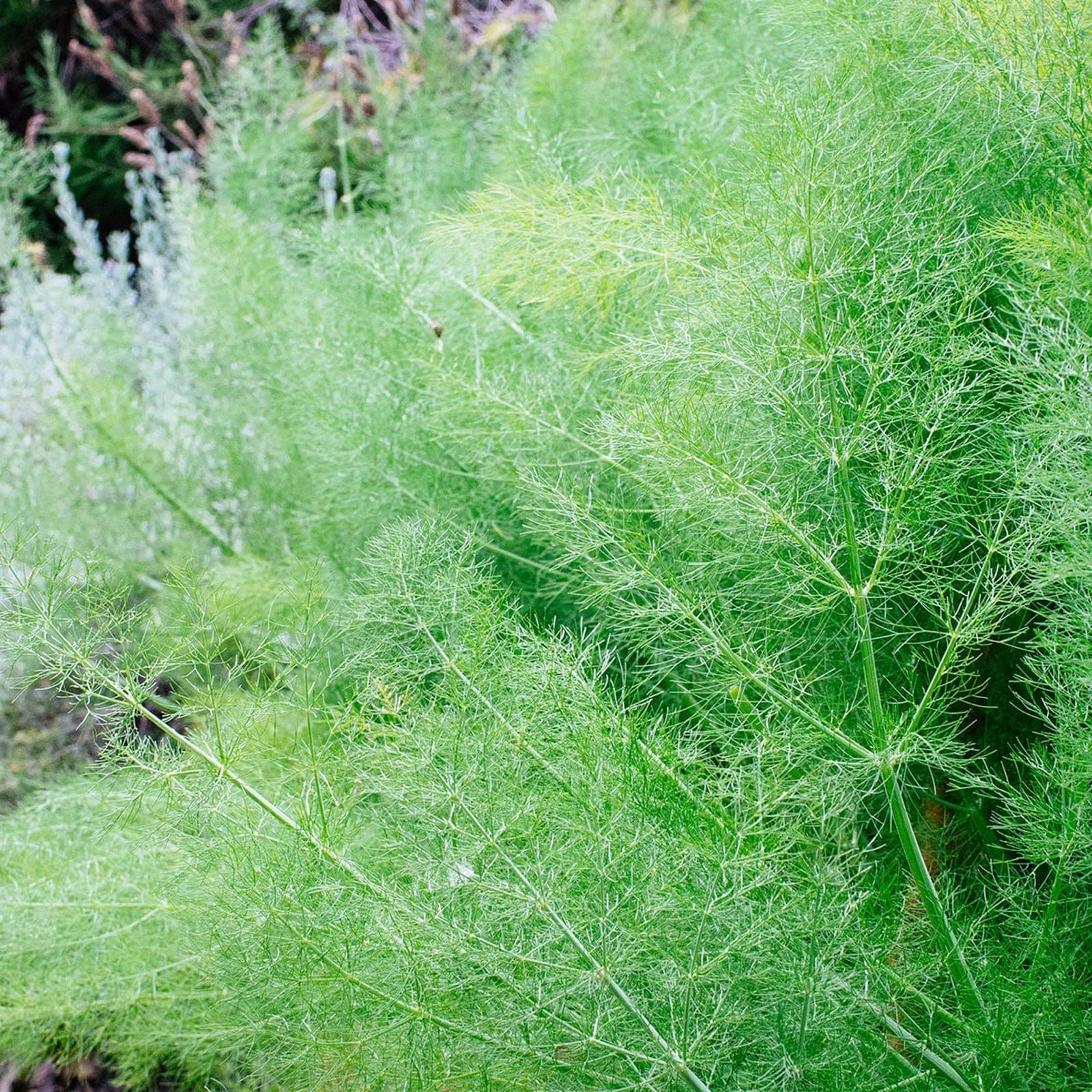Carbeth Plants - Herb Plants - Grow Your Own Herb Garden - Fennel Plant in 13cm Pot - Foeniculum vulgare for Culinary Use