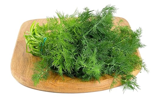 Miniatura 2 de Paquete variado de semillas de hierbas culinarias, albahaca genovesa, perejil italiano de hoja plana, cilantro, eneldo, sin OMG, reliquia, semillas