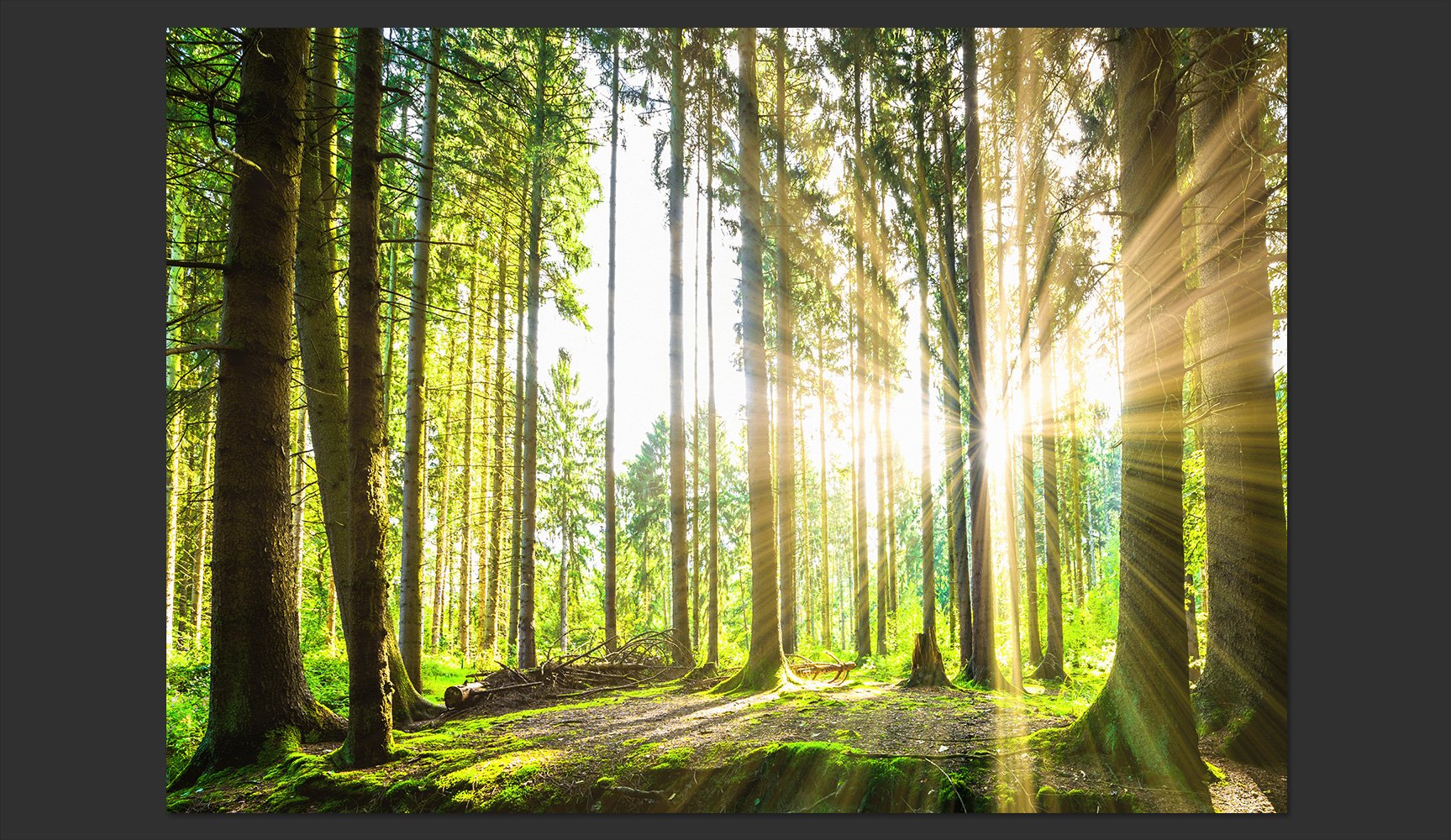 murando Fotomurales Bosque 3D 350x256 cm Papel pintado tejido no tejido | Decoración de Pared decorativos Murales moderna de Diseno Fotográfico Pasillo Oficina Paisaje Naturaleza