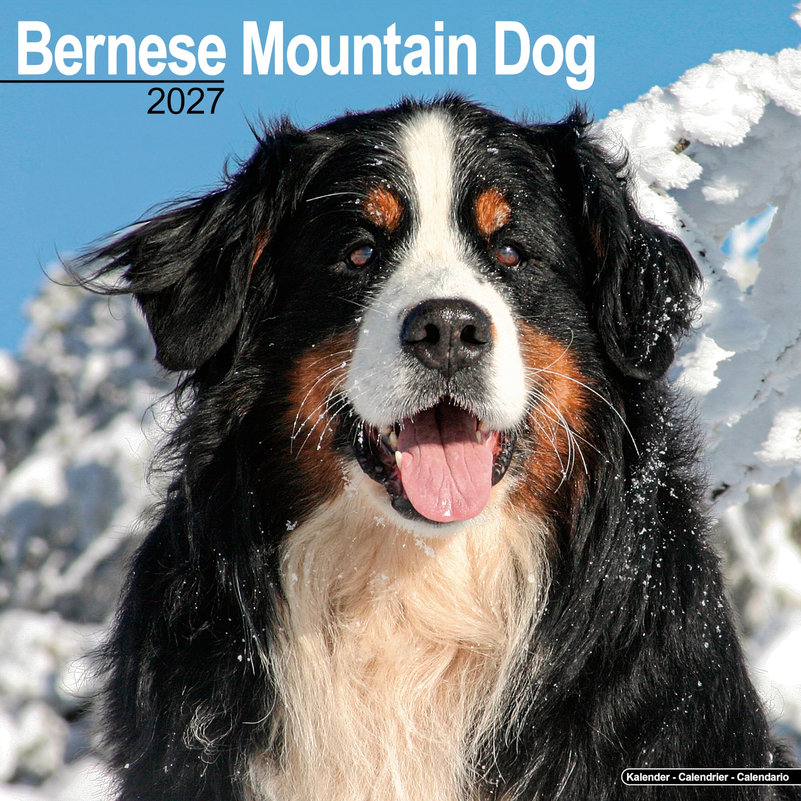 Bernese Mountain Dog Calendar 2027, Wall Calendars, Month To View, Dogs, Gift