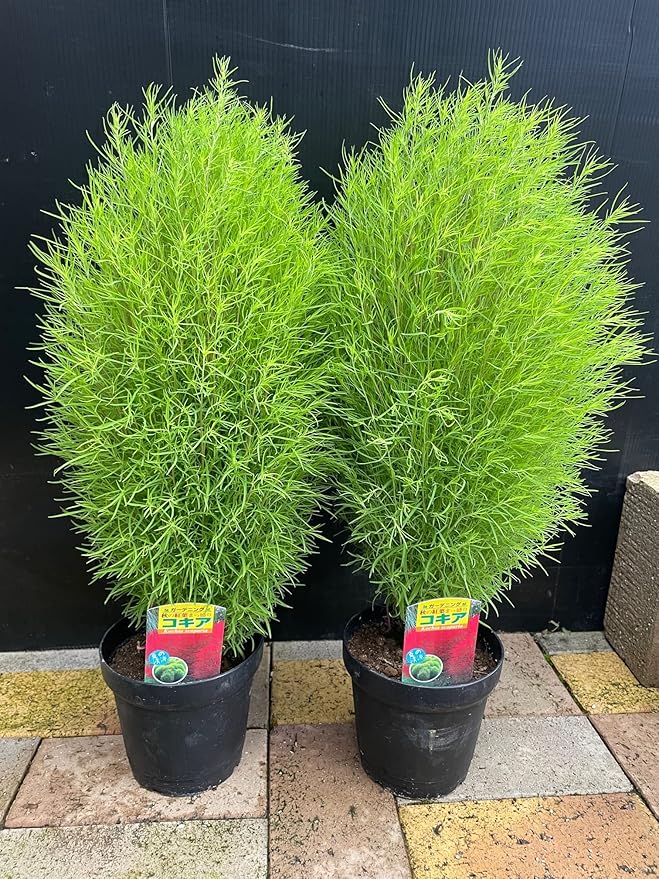 Amazon Co Jp 夏の緑と秋の紅葉が美しい コキア ほうき草 5号 2個 Kochia Scoparia 花言葉は 夫婦円満 恵まれた生活 など 園芸 ガーデニング 寄せ植え 鉢花 鉢植え 苗 誕生日 記念日 プレゼント 贈り物 コキア5号2個