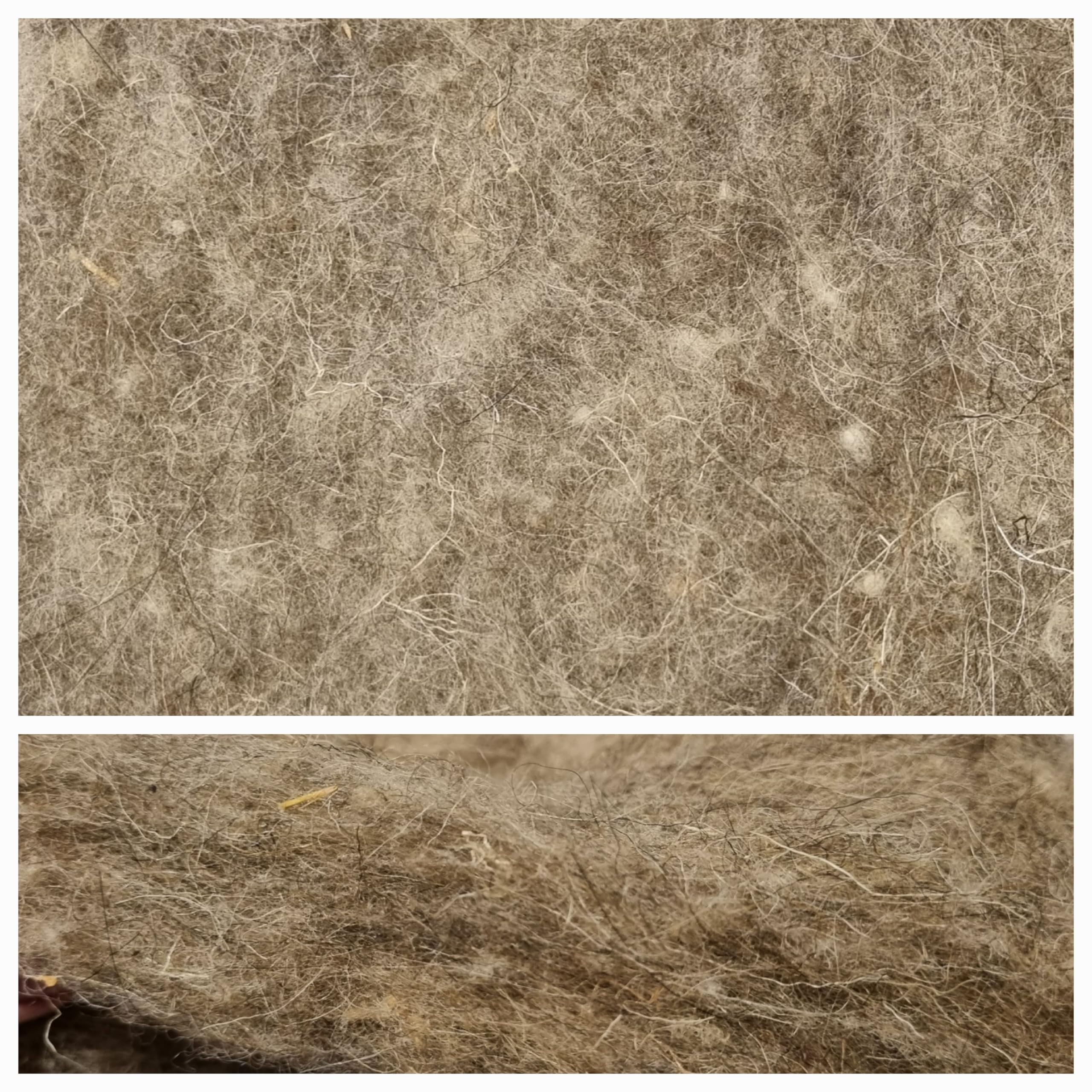 Feutre De Laine De Mouton 50x250cm – Paillage Jardin Naturel Biodégradable – Protection Hivernale, Anti-mauvaises Herbes, Anti-limaces
