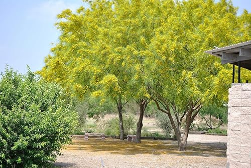 Miniatura 2 de 1-1000pcs Semillas de árbol de Palo Verde mexicano Jellybean, Parkinsonia Jerusalén Espina Flor Amarilla, Vendedor de EE. UU. 0131 (1 semilla)