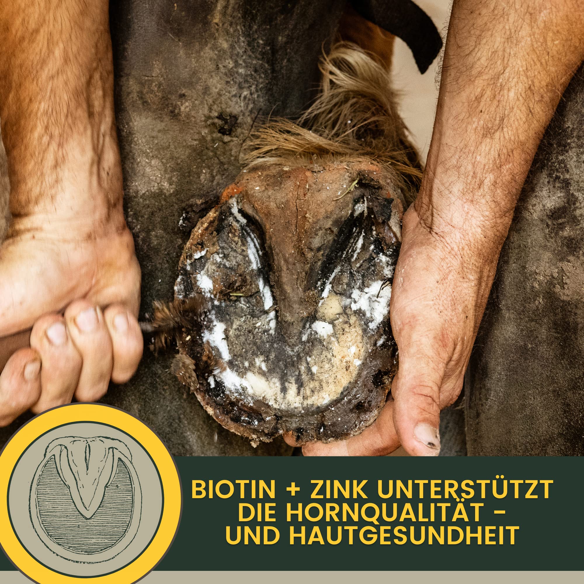 Aliments minéraux pour Chevaux I Biotine avec Sélénium et Zinc I Complément Alimentaire de Vitamine I multivitamines et minéraux I Sélénium Vitamine D A C B12 I Magnésium Cheval Vitamine E Cheval 5Kg