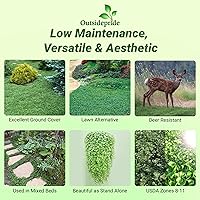 Vista 2 de Outsidepride Semillas de Dichondra Repens Perennes - 1 libra Semillas densas verdes de cobertura del suelo de bajo mantenimiento para plantar, ideal