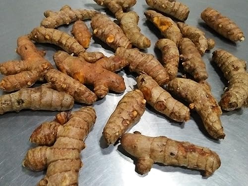 Miniatura 2 de Indus Organics cúrcuma (Curcumina) en polvo, grado Premium, alta pureza, empaque fresco