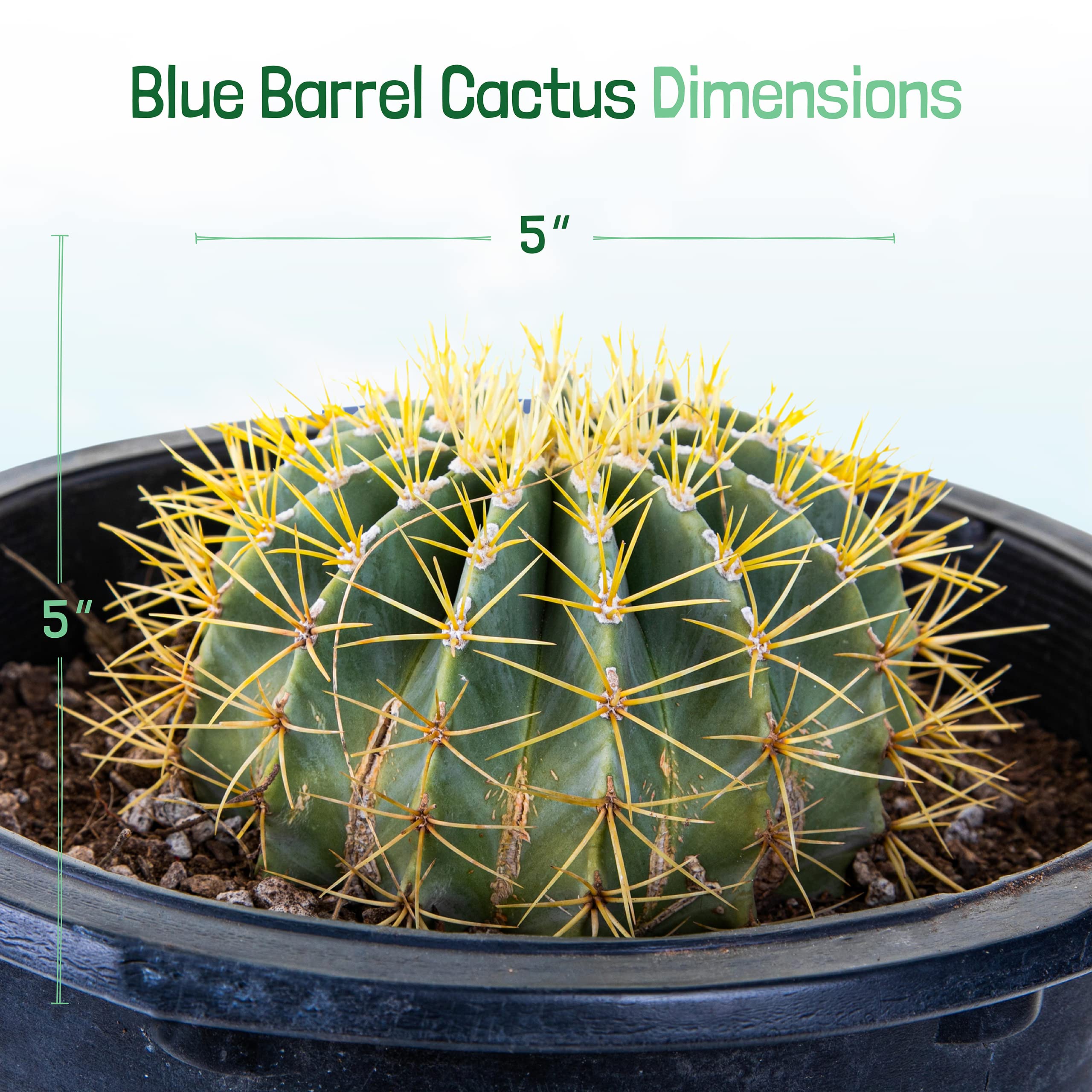 Amazon.com : Cactus Outlet - Ready to Plant Blue Barrel Cactus - Live Cactus  Plants - Barrel Cactus Plants Live - Landscape Ready Barrel Cactus Plants  Live Delivered Right to Your Door -