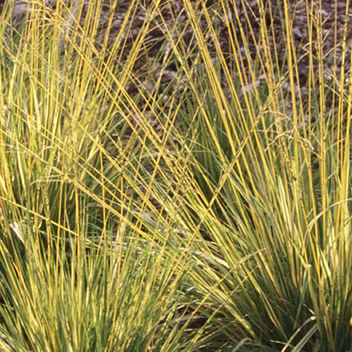 Midwest Ornamental Grass App on Amazon Appstore