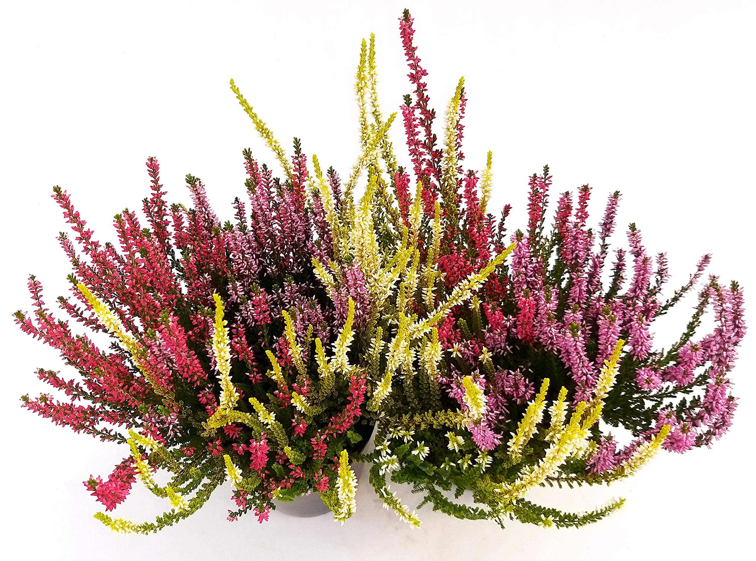 POWERS TO FLOWERS - ERICA CALLUNA COLOR LIFE GIALLO IN VASO CERAMICA Sferico Fucsia Vaso 13 Cm Diametro Piante Vere B0bhd4tjrp 300x336