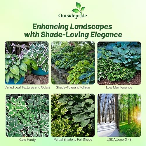 Miniatura 2 de Outsidepride Hosta American Seeds - 100 unidades. Perenne, fácil de cultivar y de bajo mantenimiento, semillas de flores para plantar follaje mixto