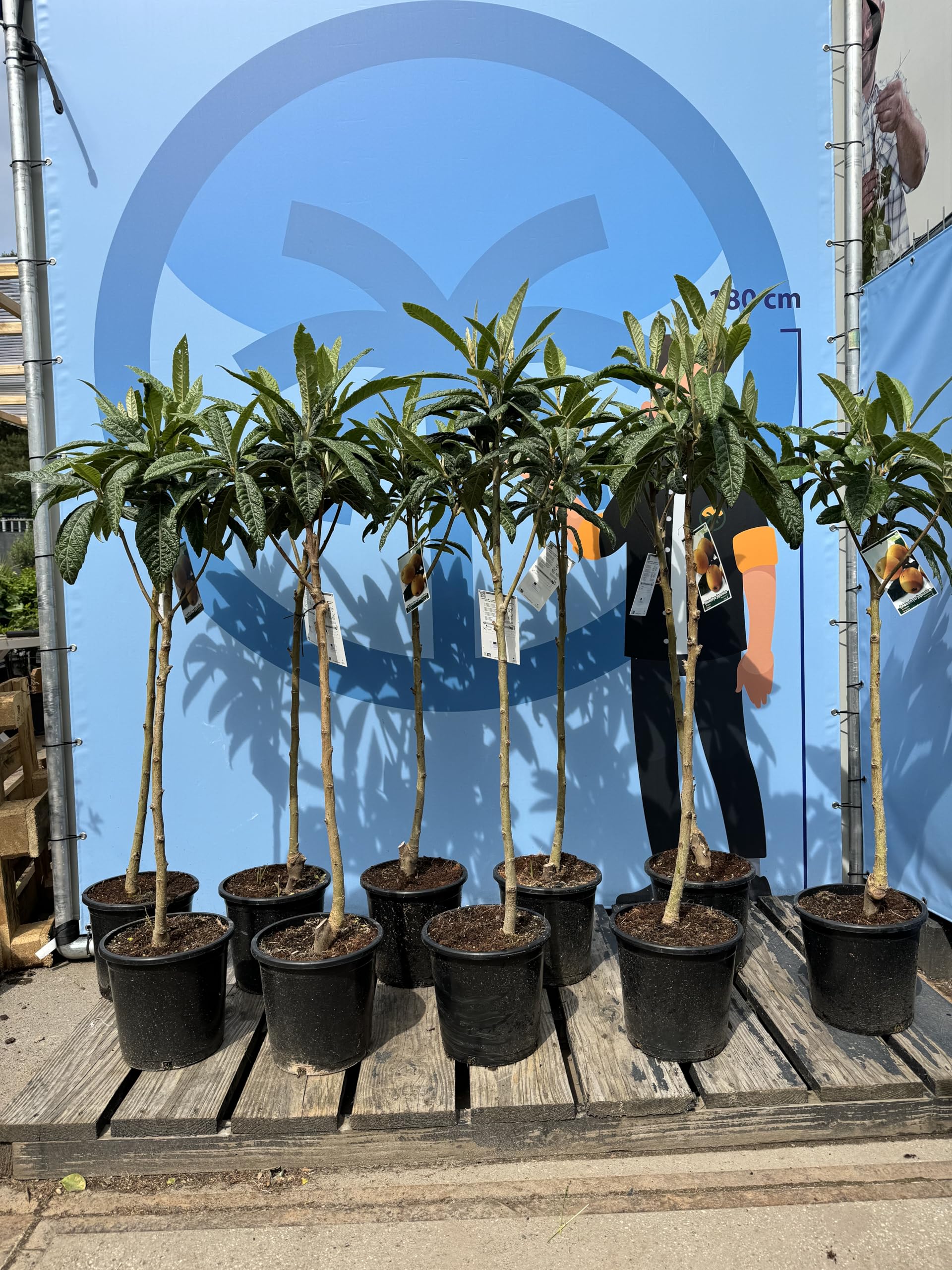 Japanische Wollmispel, Eriobotrya Japonica, Mispel 150cm Mispero, Argelino - A+