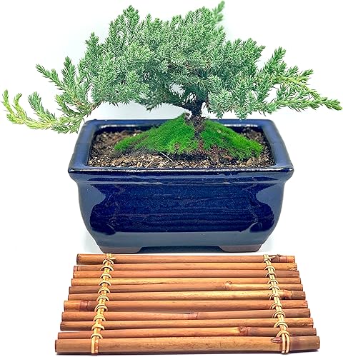 Miniatura 2 de Árbol bonsái de enebro enano vivo para 7 años con soporte de bambú hecho a mano  Árbol bonsái de enebro o jade  Interiorexterior  100% hecho a mano