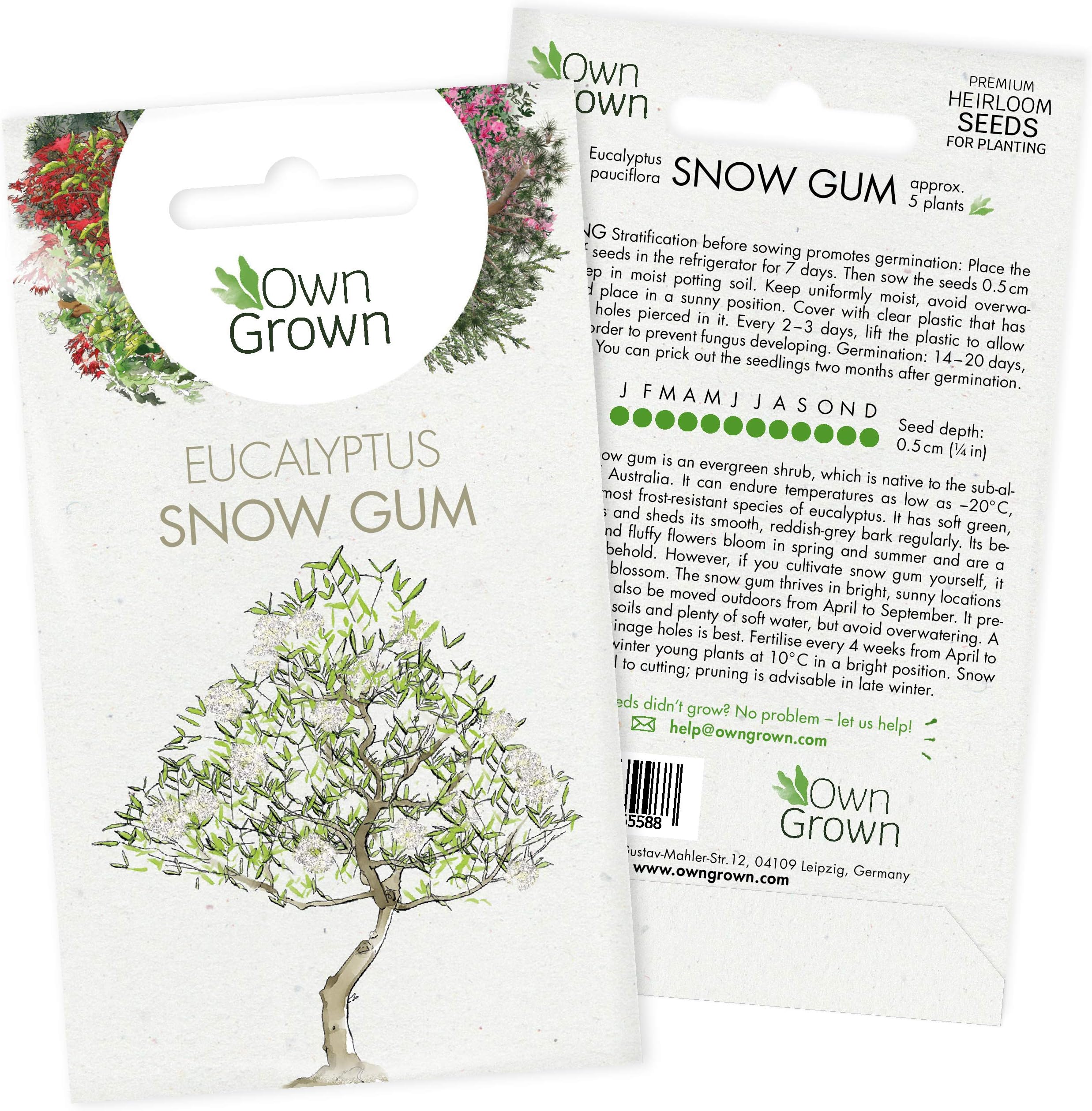 Grow Your Own Bonsai Trees: Premium Bonsai Seeds for Eukalyptus Tree โ 5 Snow Gum Bonsai Tree Seeds โ Snow Gum Tree Plant Seeds to Grow Your own Tree โ Make Your own Bonsai Indoor Plants by OwnGrown
