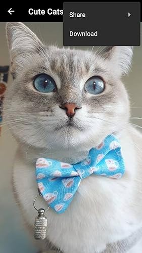 Cute Cats - Pictures, Videos & Memes