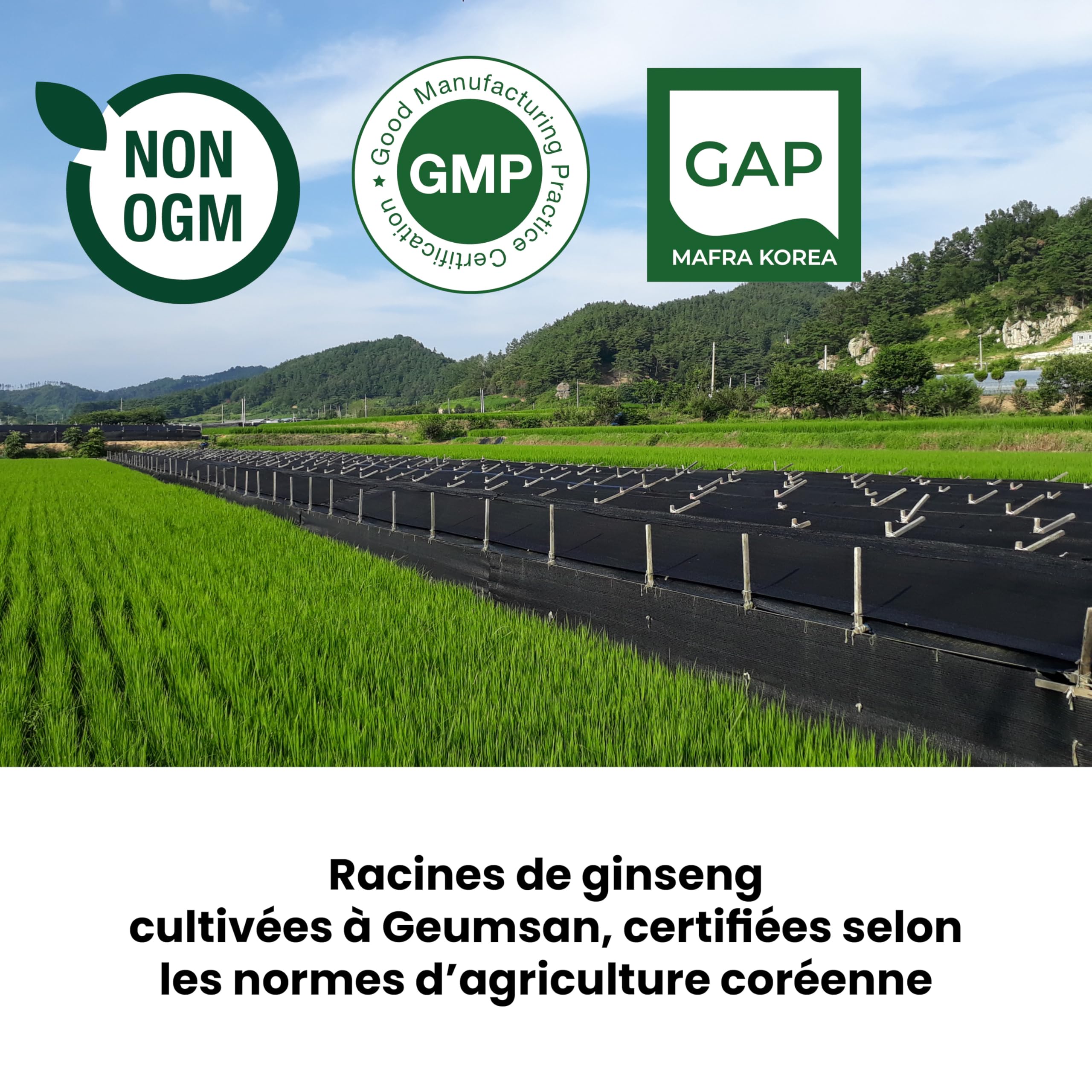 SAMSIDAE - Extrait de Ginseng Noir Coréen, Renforcé en Ginsénosides, Saponines 80 mg/g, Racines de 4 à 6 ans, Qualité Supérieure, Cure de 45 Jours, 50g