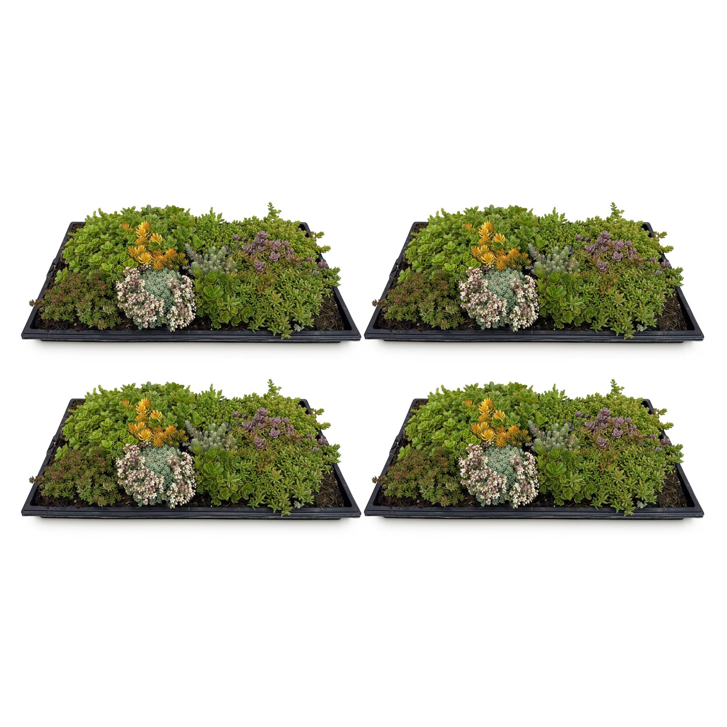 Tapis de Sedum couvre sol rustique GreenboutiQ peu entretien