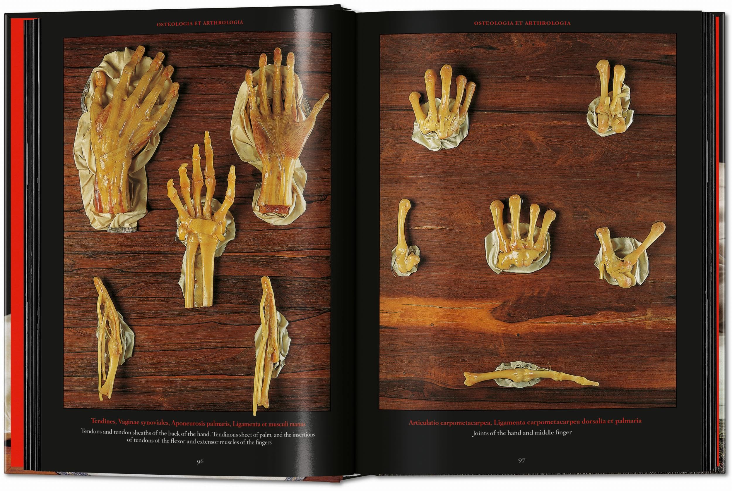Anatomical Waxes. 45th Ed. (45th Edition)