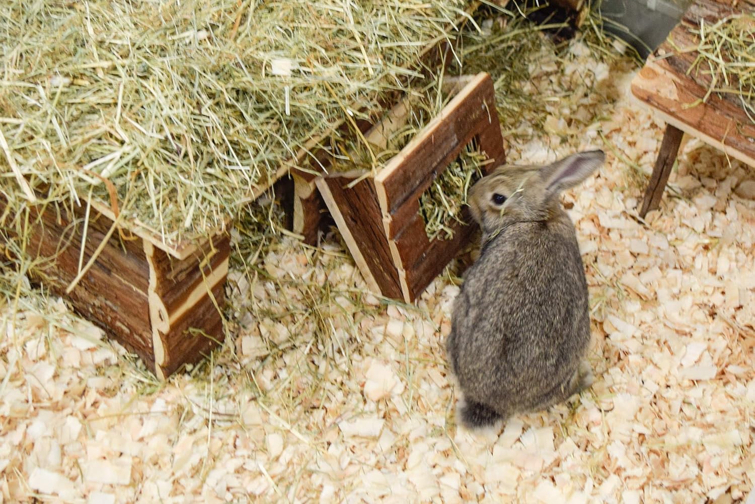 Nature First Wooden Hayrack Lightweight Portable Premium Natural Non Toxic Durable Long Lasting for Small Animal Habitats