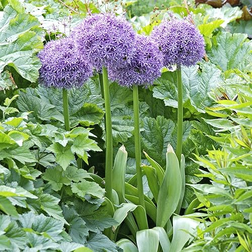 Miniatura 5 de YEGAOL Garden - 50 semillas gigantes de Allium Giganteum moradas para plantar reliquia de resistencia al frío y flores cortadas sin OMG, gran regalo