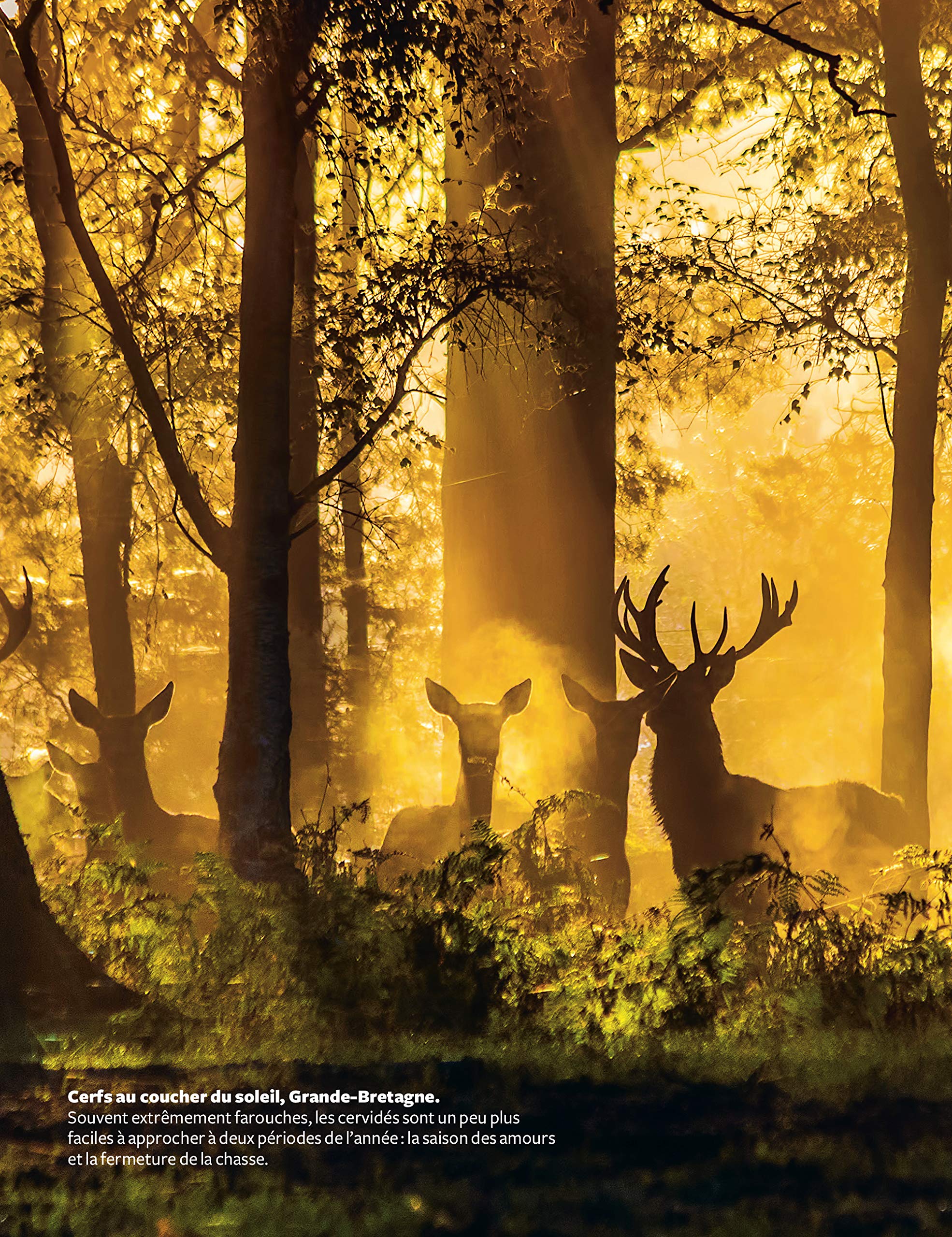 Marcher dans les bois - Le guide amoureux de la forêt