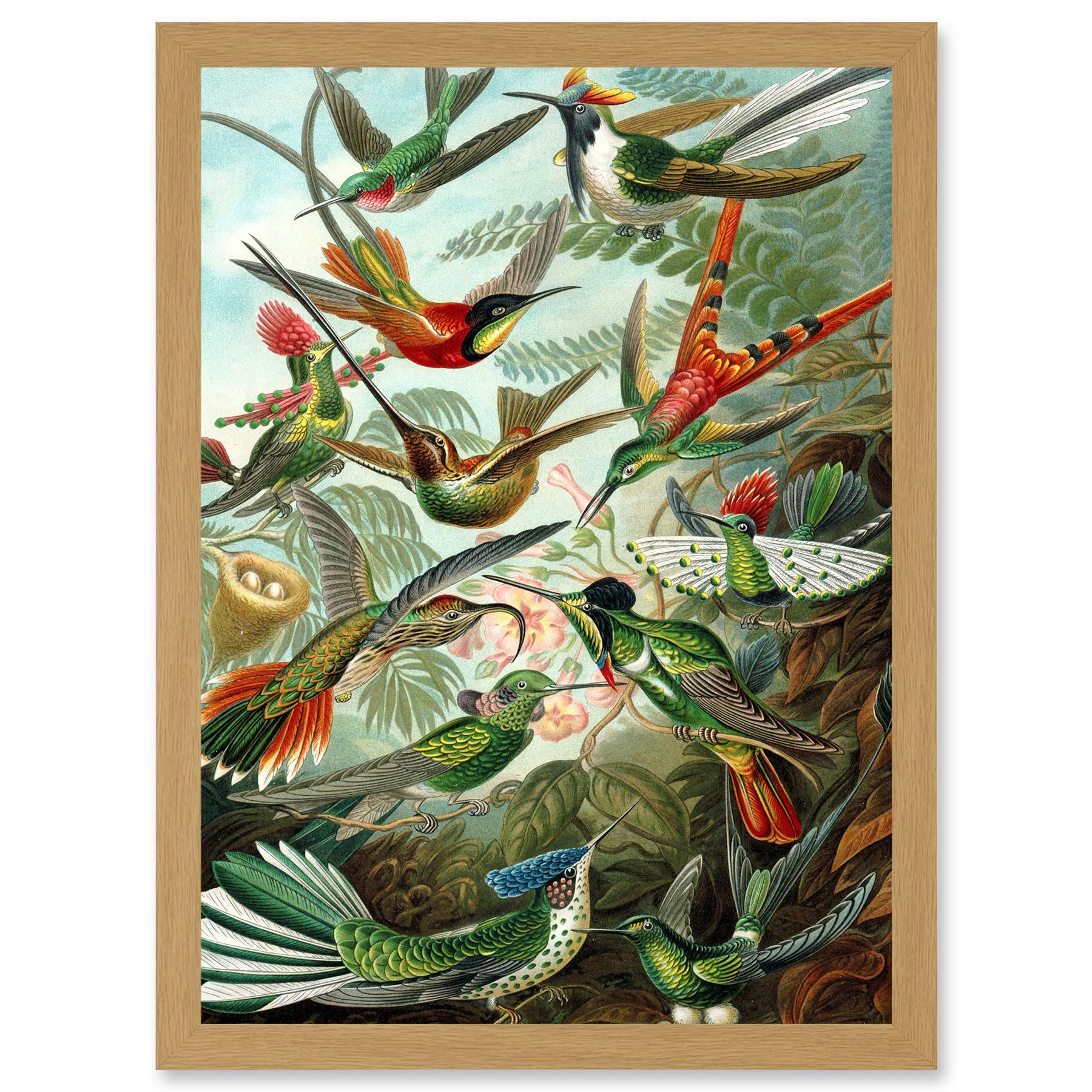 Artery8 Ernst Haeckel Nature Art Biology Birds Hummingbird Vintage A4 Artwork Framed Wall Art Print
