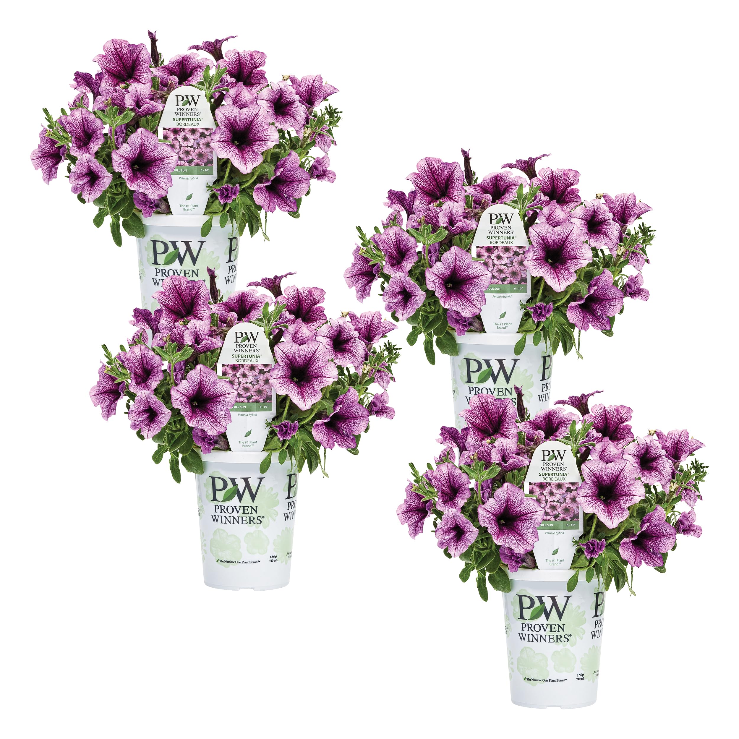 Proven Winners Supertunia Bordeaux