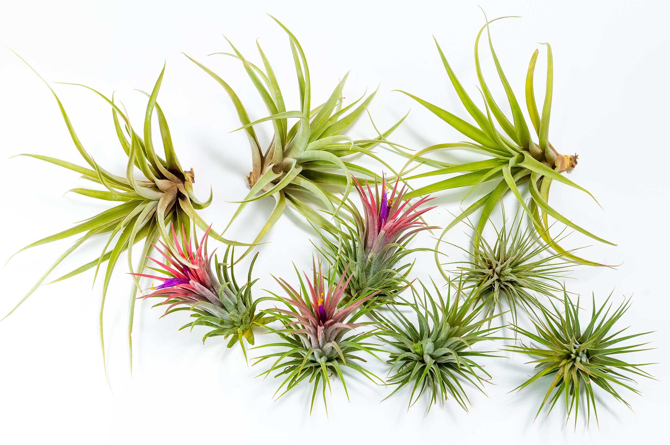 PACK Piante d'aria - Tillandsia Ionantha Rosada, Tillandsia Ionantha Verde, T. Capitata Peach - Piante da fiore naturali - Esterni ed interni (9)