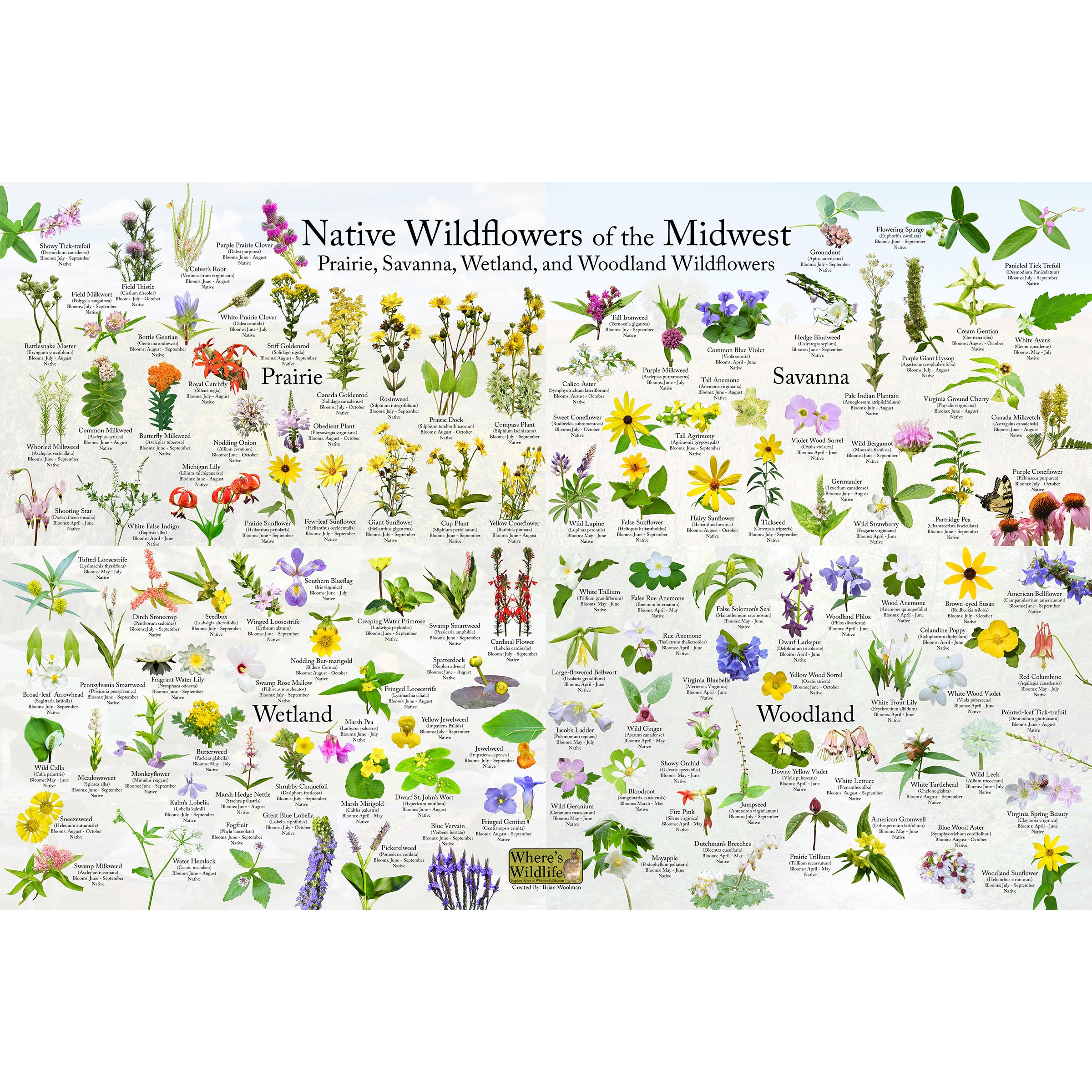 Native Wildflowers of the Midwest - Plant and Flower Identification Poster | ID 125 Prairie, Savanna, Wetland, and Woodland Wildflowers (20" x 30")