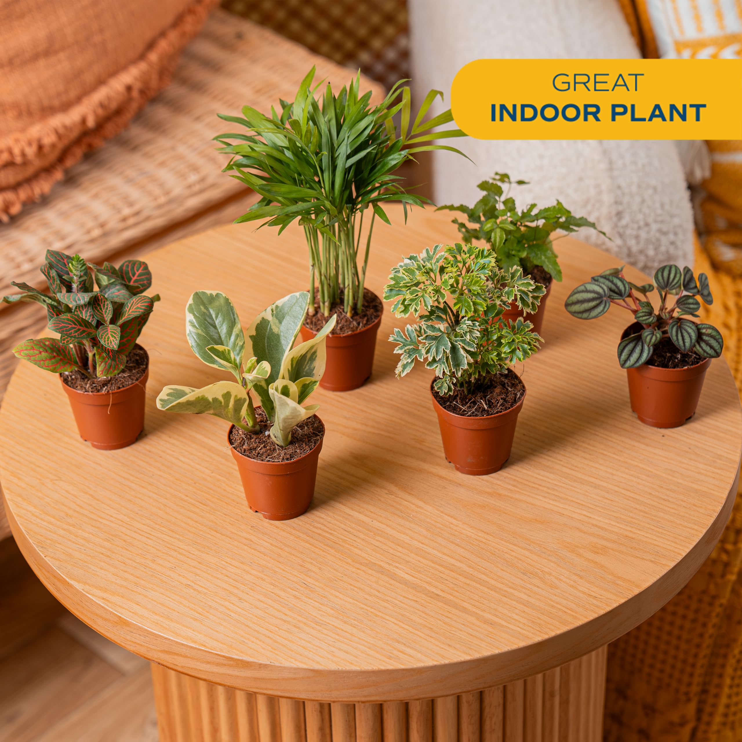 Amazon.com: Costa Farms Plantas vivas mini de interior en macetas