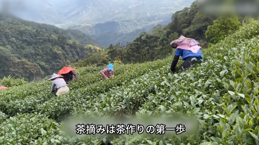 Amazon.co.jp: XIXICHA 台湾茶 烏龍茶 特級台湾阿里山乌龙茶150g 阿里