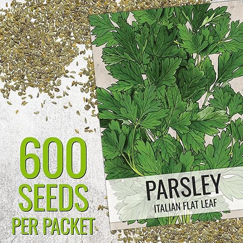Miniatura 6 de Seed Needs Semillas de romeroperejil italiano para plantar un jardín de hierbas de interior, reliquia sin OMG y semillas sin tratar para plantar una