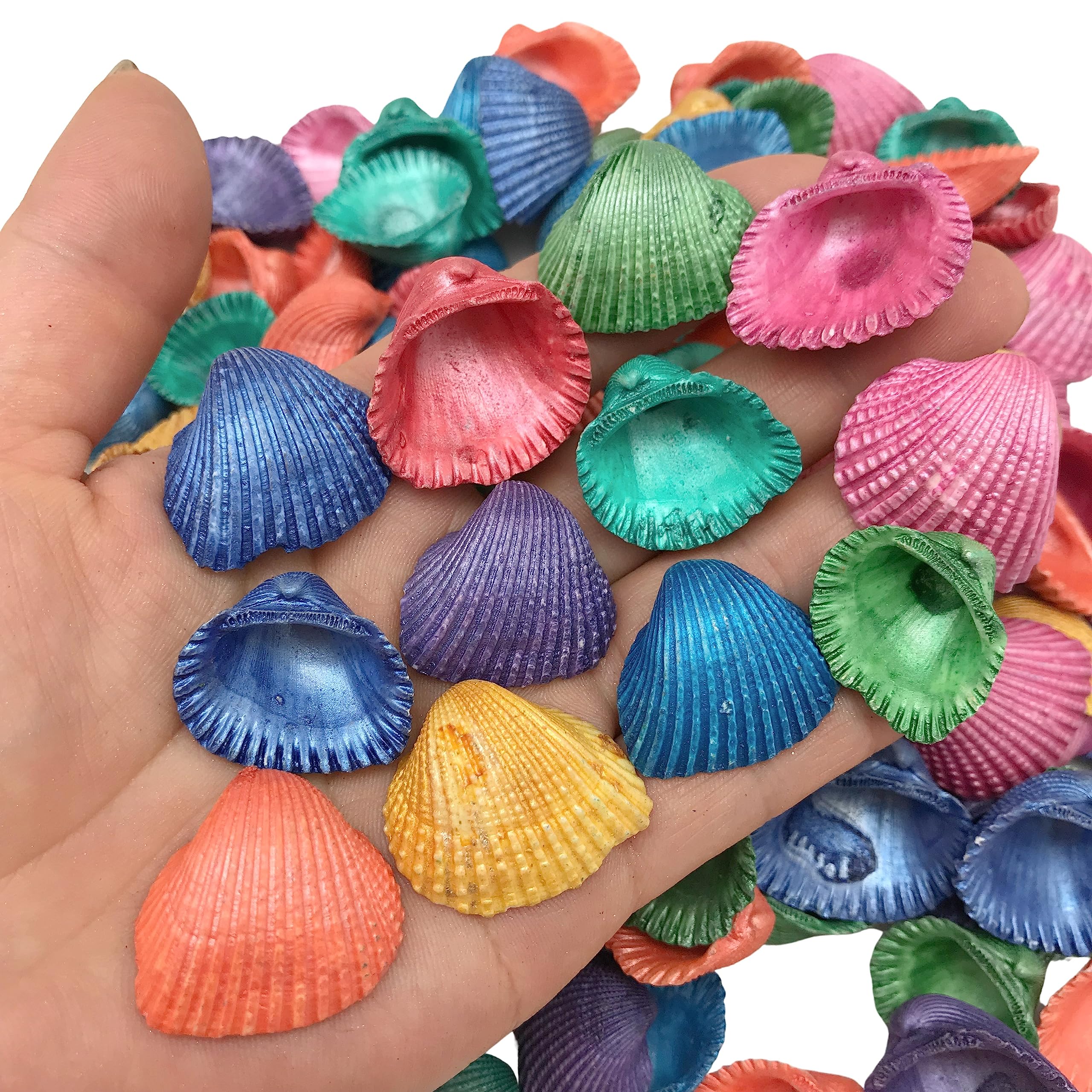 Amazon.com: PEPPERLONELY Pearl Dyed Assorted Colors Cardium Tiny