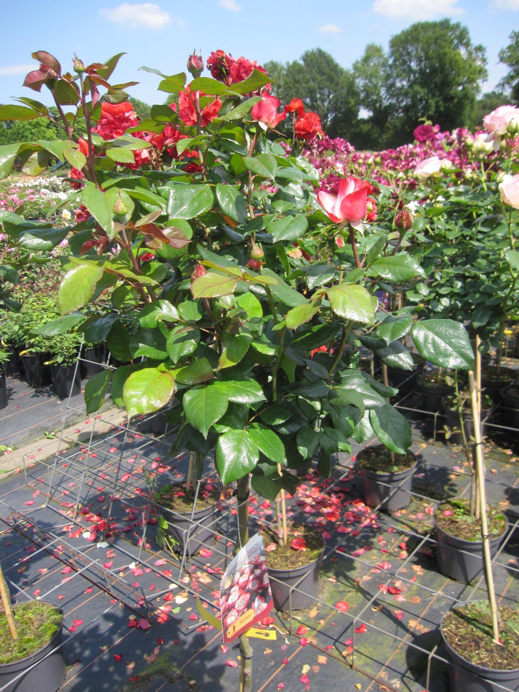 Rosa Nostalgie ® - Hochstammrose Nostalgie ® - Tantau Rose