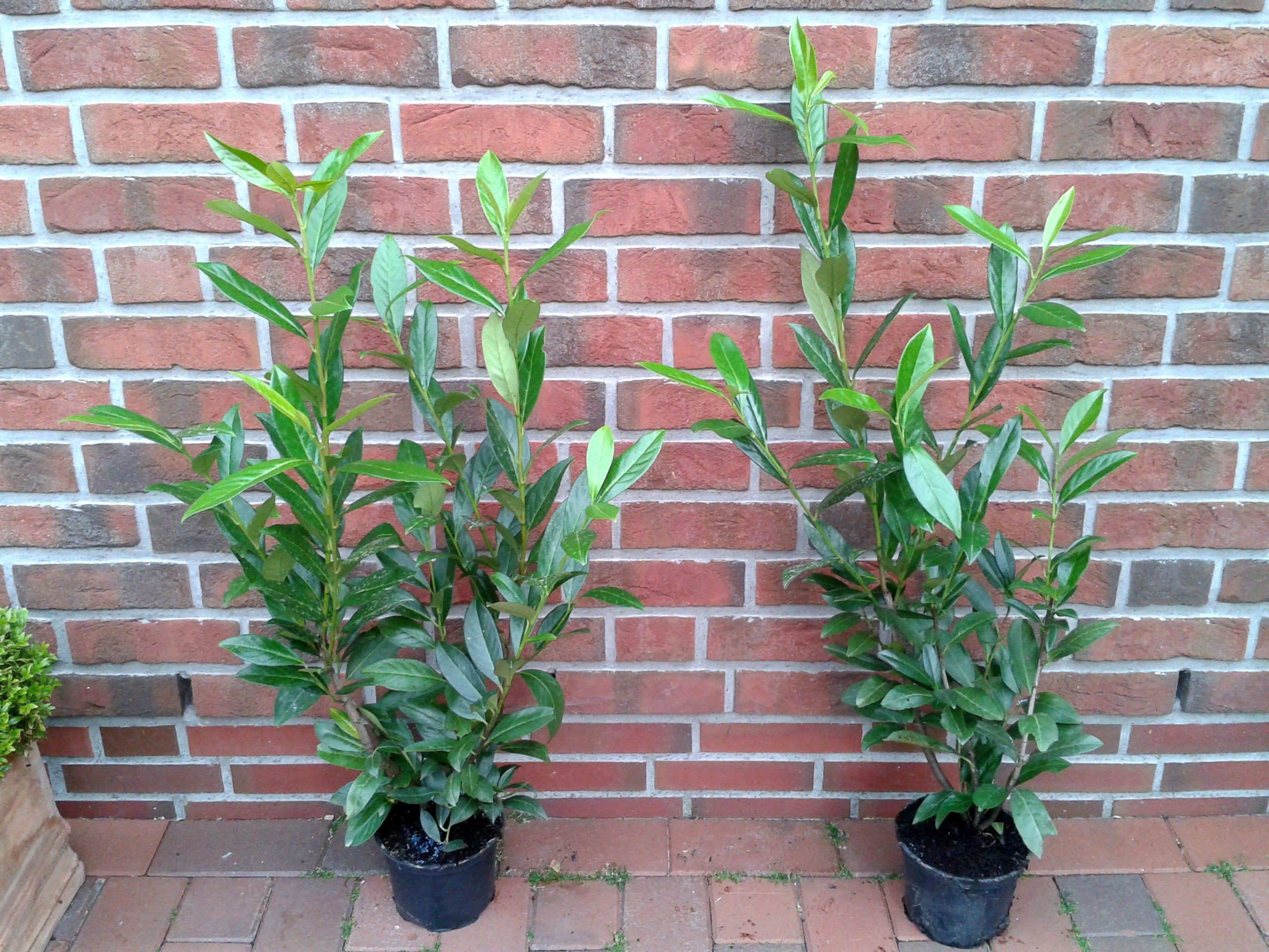 pflanzen online kaufen monstera MONSTERA DELICIOSA online kaufen bei potflourri