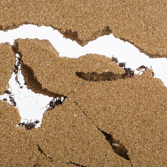 Sand Ant Farm Medium (Anthill, Formicarium, Educational, Ants)