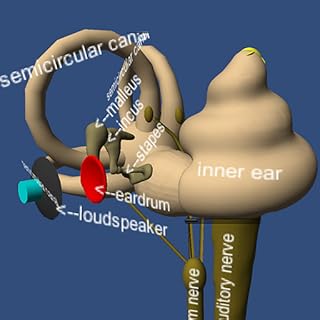 Human Ear Structure and Function in 3D Virtual Reality
