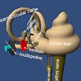 inneres zittern nachts Understand the way of the frequency coding in the inner ear.