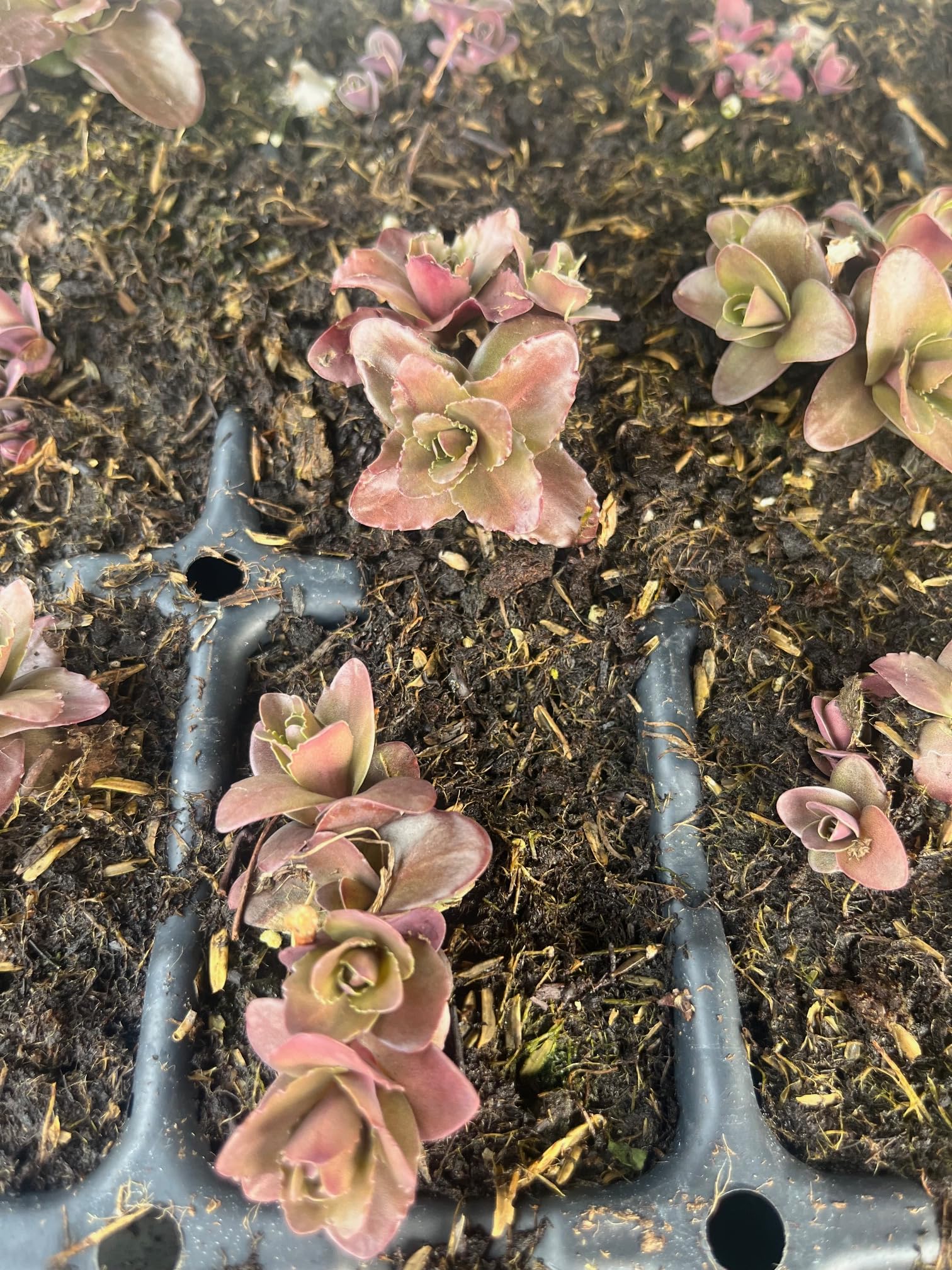 Amazon.com : Nova Cherry Fizz Stonecrop -Perennial - Sedum - 3