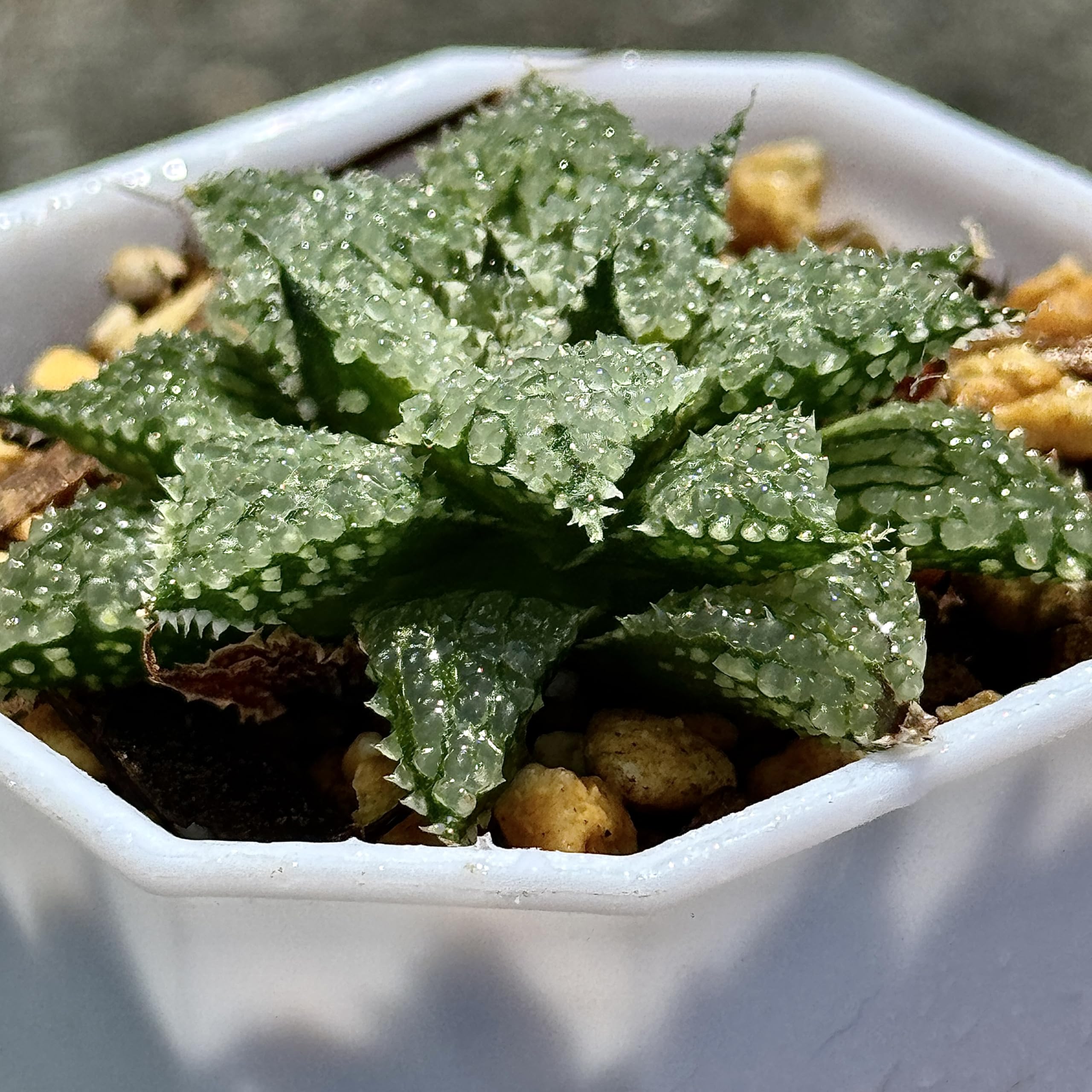 Amazon｜多肉植物 観葉植物 ハオルチア ハオルシア バブルコレクタ